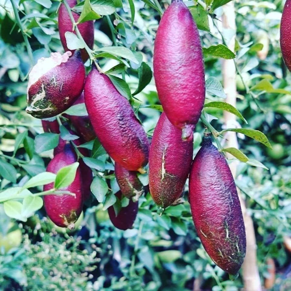 Tüplü Havyar Limon Kırmızı Red Champagne Finger Lime Fidanı