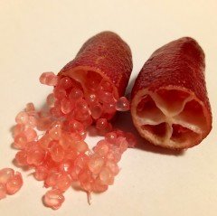 Tüplü Havyar Limon Mia Rose Pembe Finger Lime Fidanı