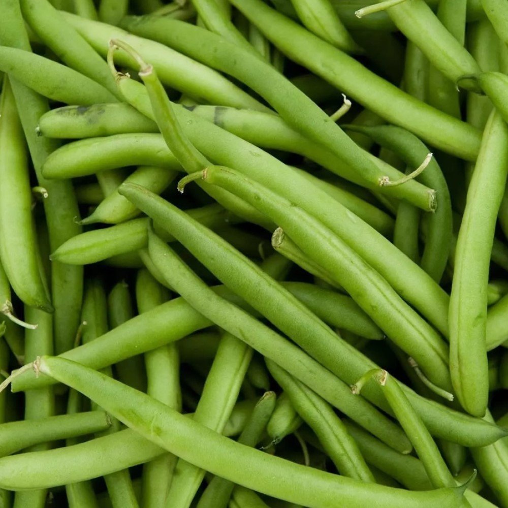 Doğal Oturak Börülce Fidesi (5 adet)