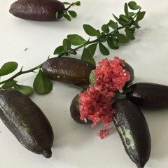 Tüplü Havyar Limon Sunrise Finger Lime Fidanı