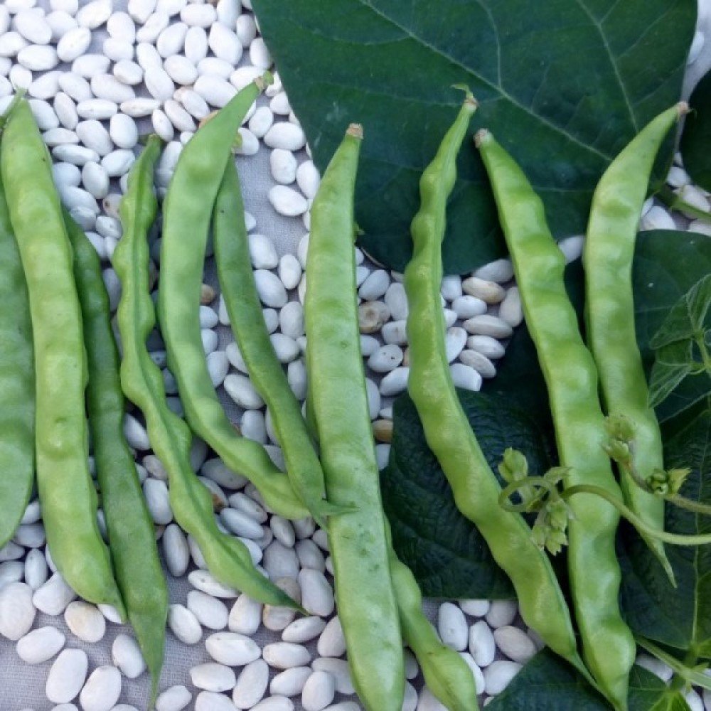 Doğal Sırık Börülce Fidesi (5 adet)