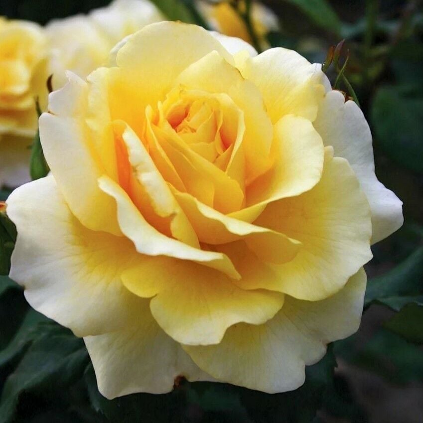 Tüplü Kokulu Salvador Dali Sarı Yediveren Kokulu Gül Fidanı