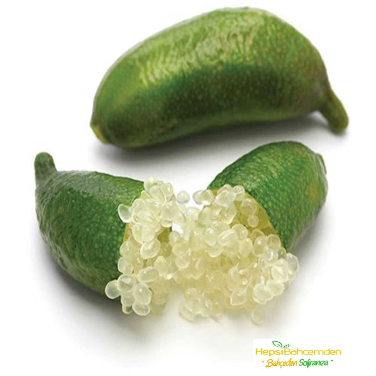 Tüplü Finger Lime Fidanı (10-30 cm)