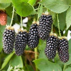 Tüplü İri Meyveli Karaka Black Böğürtlen Fidanı