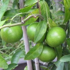 Tüplü Nadir Lime Quat (Çekirdeksiz Limon) Fidanı