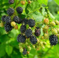 Tüplü Yaprak Dökmeyen Thornless Evergreen Böğürtlen Fidanı
