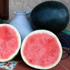 Nostalji Karpuz Fidesi (5 adet)