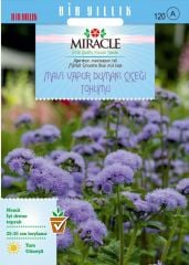 Miracle Ageratum Mexicanum Mavi Vapur Dumanı Çiçeği Tohumu (100 tohum)