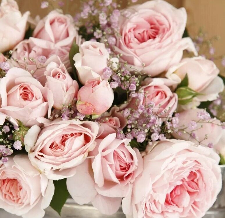 Tüplü Koleksiyonluk Hyrid Tea Katmerli Marchenzauber Yediveren Gül Fidanı