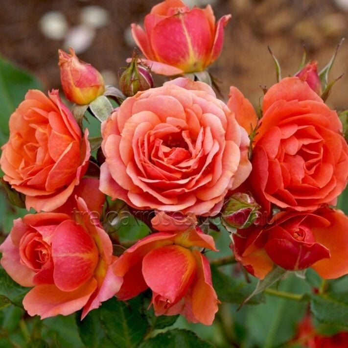 Tüplü Kordes Yediveren Mandarin Çok Goncalı Gül Fidanı
