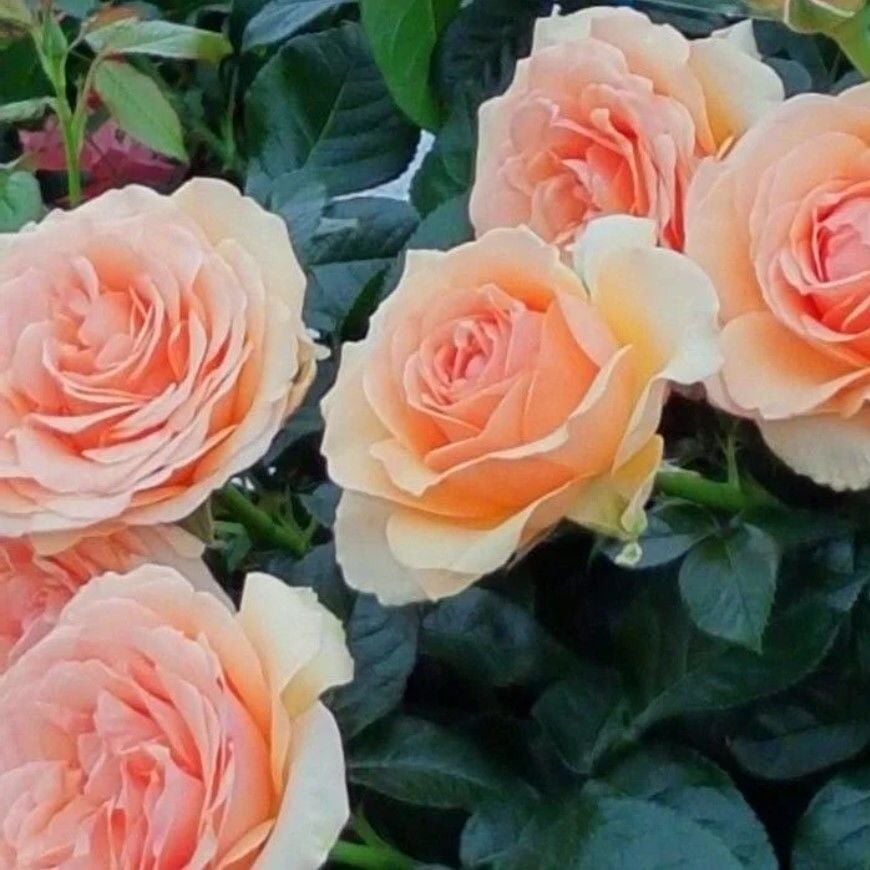 Tüplü Koleksiyonluk Kokulu Lynda Yediveren Gül Fidanı