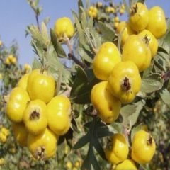Doğal Sarı Alıç Tohumu (10 adet)