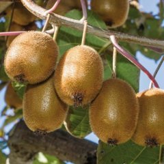 Tüplü Bol Verimli Hayward Kivi(Erkek) Fidanı