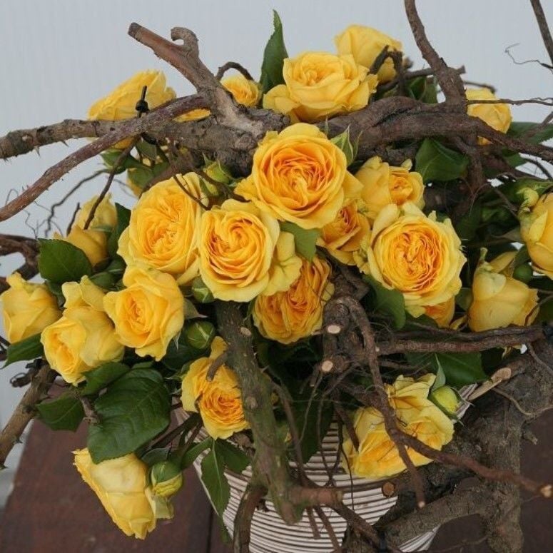 Tüplü Aşılı Yediveren Katmerli Koyu Sarı Lemon Pompon Gül Fidanı