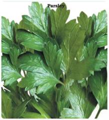 Maydanoz Tohumu (Geniş Yaprak) (500gram) Teneke Kutu