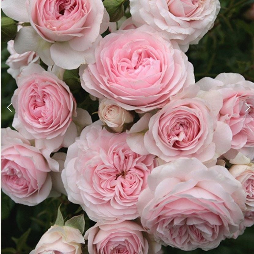 Tüplü Koleksiyonluk Kordes Larissa FC Yediveren Gül Fidanı