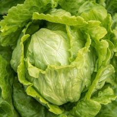 Iceberg Marul Fidesi (5 adet)