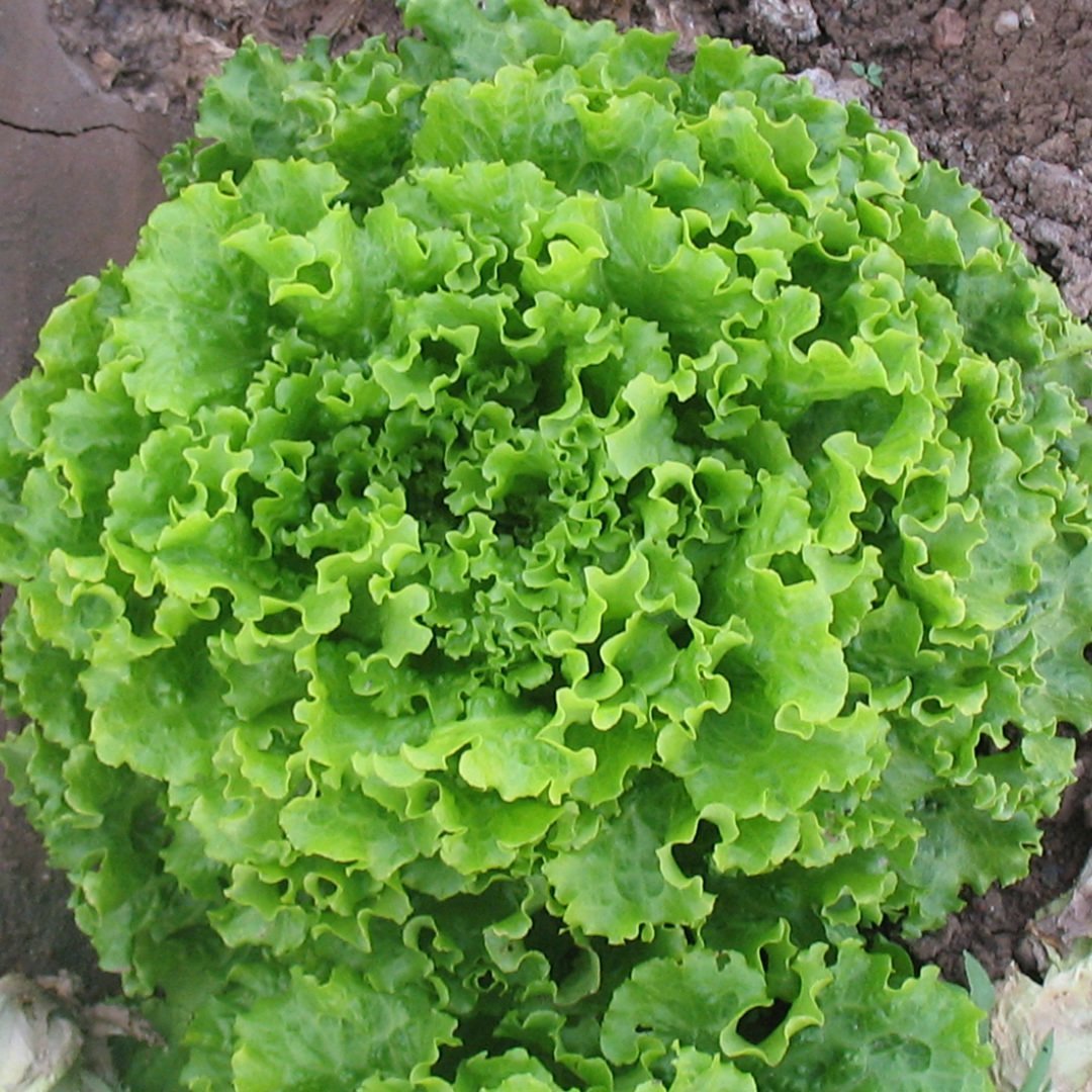 Arapsaçı Marul Fidesi 5 adet