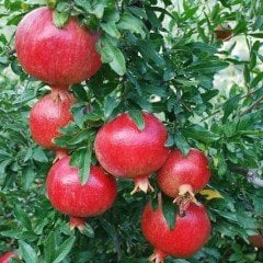 Tüplü Erkenci Özel Göksu Narı Fidanı