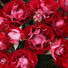 Tüplü Çok Goncalı Özel Rose Der Einheit  Yediveren Gül Fidanı