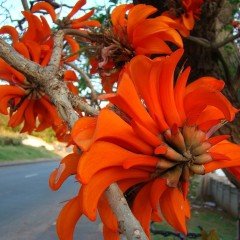 Tüplü Erythrina Caffra Mercan Ağacı Fidanı(30-50cm)