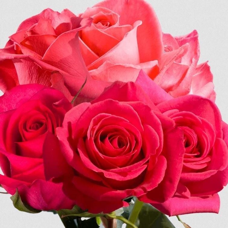 Tüplü Çok Goncalı Yoğun Kokulu Fiona Yediveren Gül Fidanı