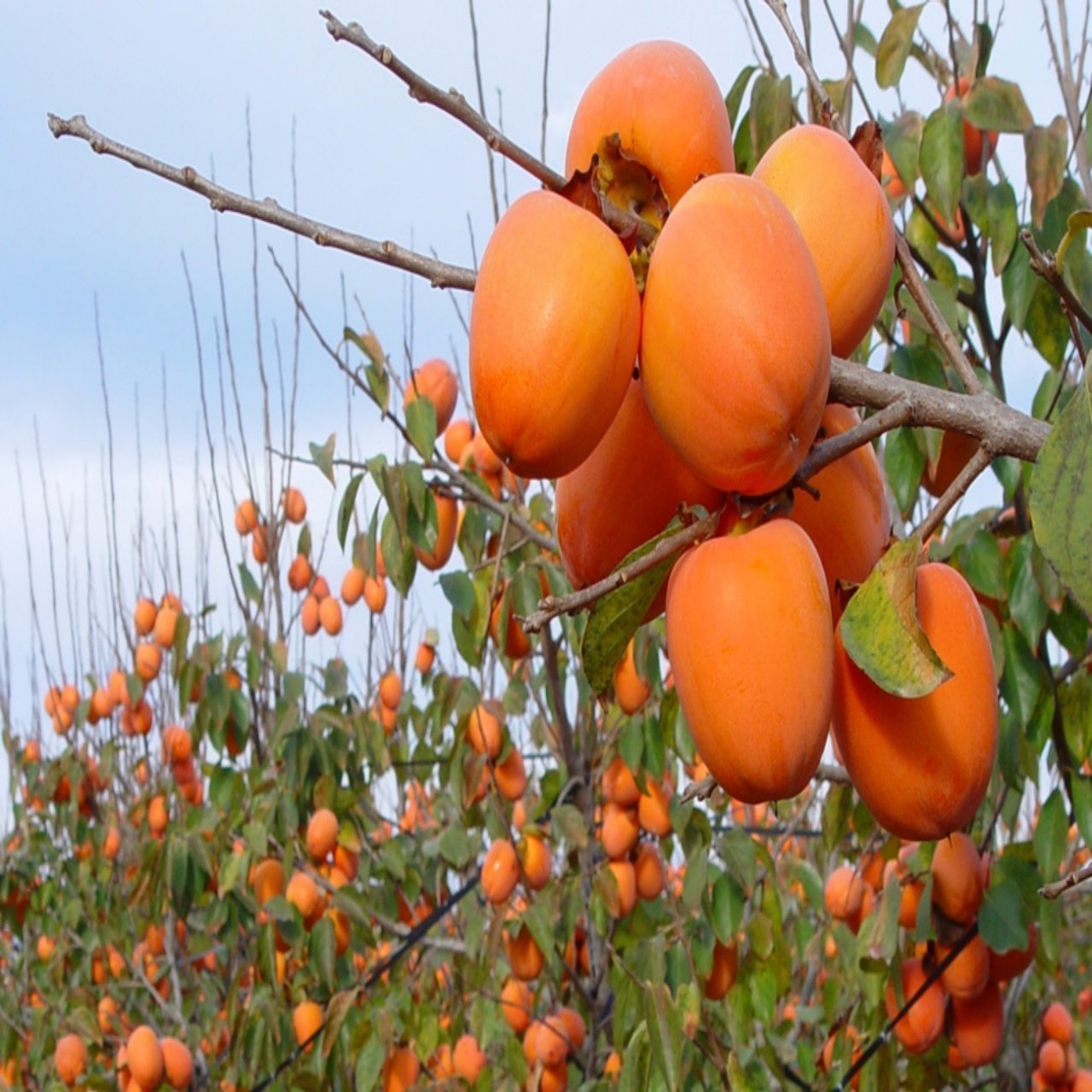 Tüplü Sugar Çikolatalı Hachiya Trabzon Hurması Fidanı