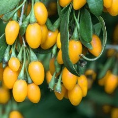 Amber Sweet Altuni Yellow Goji Berry Fidanı