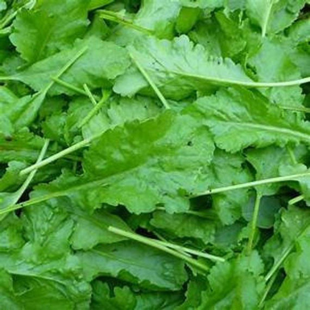 Geniş Yaprak Tere Fidesi (5 adet)