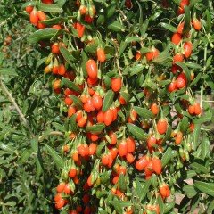 Tüplü Goji Berry Kırmızı Kurt Üzümü Fidanı