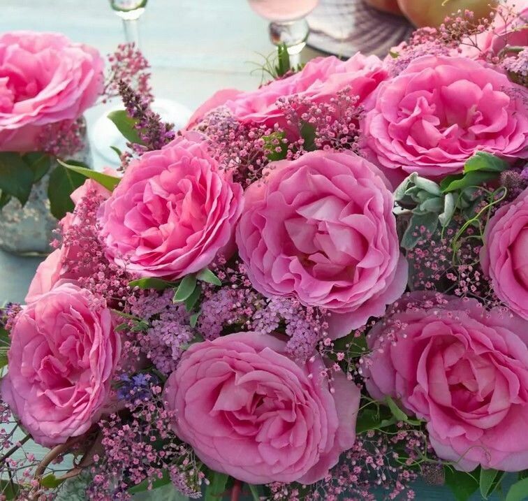 Tüplü Yediveren Beverly Yoğun Kokulu Gül Fidanı