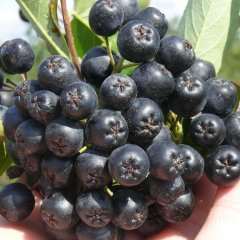Viking Siyah Aronya Siyah Aronia Chokeberry Fidanı (10-20 cm)