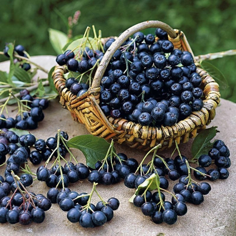 Viking Siyah Aronya Aronia Chokeberry Fidanı (10-20 cm) 10 adet