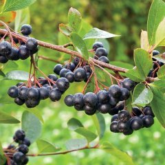 Viking Siyah Aronya Aronia Chokeberry Fidanı (10-20 cm) 20 adet