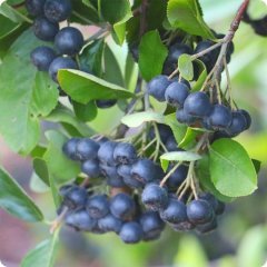 Nero Siyah Aronya Aronia Chokeberry Fidanı (10-20 cm)