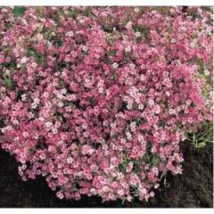 Pembe Bahar Yıldızı Çiçek Tohumu (500 tohum)