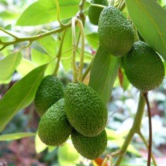 Tüplü Salkım Doğal Zutano Avokado Fidanı