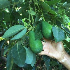 Tüplü Etli Green Fuerte Avokado Fidanı