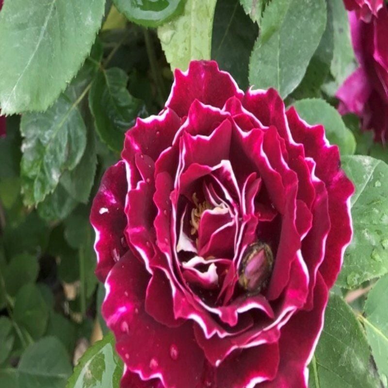 Koleksiyonluk Kokulu Clove Rose Karanfil Yediveren Sarmaşık Gül Fidanı