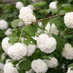 Tüplü Beyaz Kartopu Viburnum Lucidum Fidanı