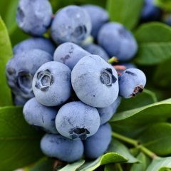 Tüplü Blue Gold Yaban Mersini Likapa Fidanı