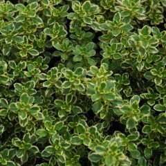 Limon Kokulu Yayılıcı Kekik Fidesi (5 adet)