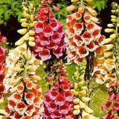 Karışık Renkli Yüksük (Yavşan) Otu Çiçeği Tohumu(100 tohum)