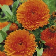 Turuncu Orange King Aynısafa Çiçeği Tohumu(40 tohum)