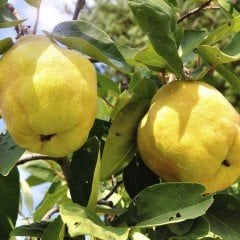 Tüplü Reçellik Eşme Ayva Fidanı