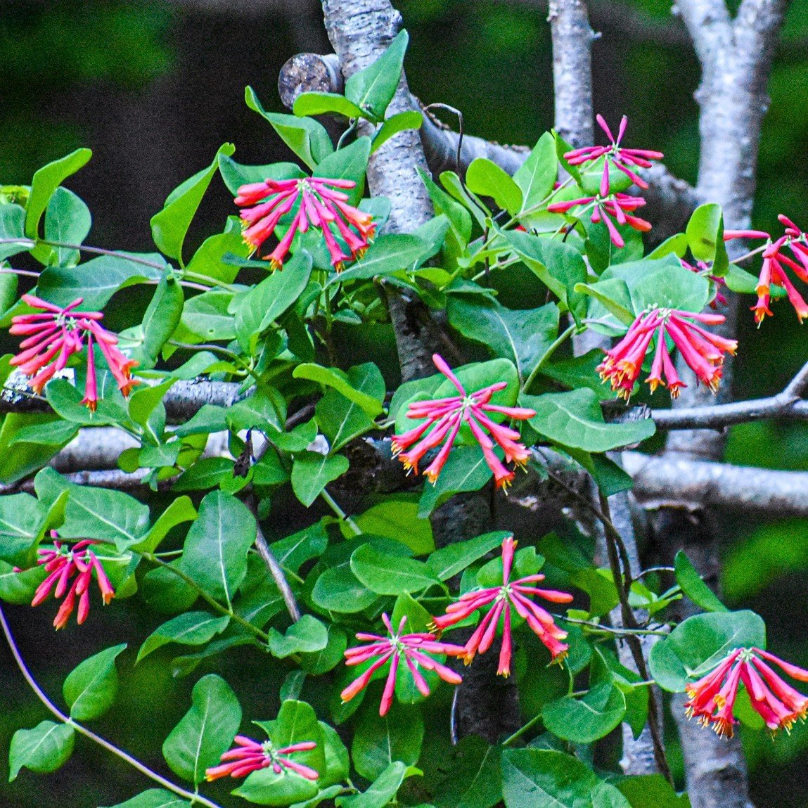 Nadir Çeşit Tüplü Lonicera Sempervirens Trompet Hanımeli Fidanı