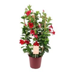 Tüplü Kırmızı Çiçekli Mandevilla Fidanı (20-40 cm)