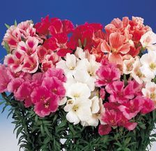 Katmerli Tricolor Sweety Godetia-Godetya (Ankara-Yer Açelyası) Çiçeği Tohumu(50 tohum)