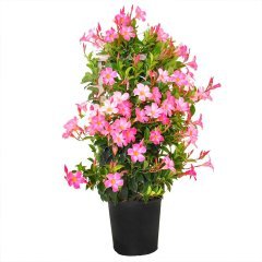 Tüplü Pembe Çiçekli Mandevilla Fidanı (20-40 cm)