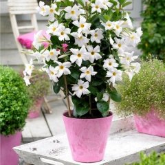 Tüplü Beyaz Çiçekli Mandevilla Fidanı (20-40 cm)